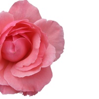 Wild Rose & Cashmere